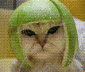 Captain Meowers's picture